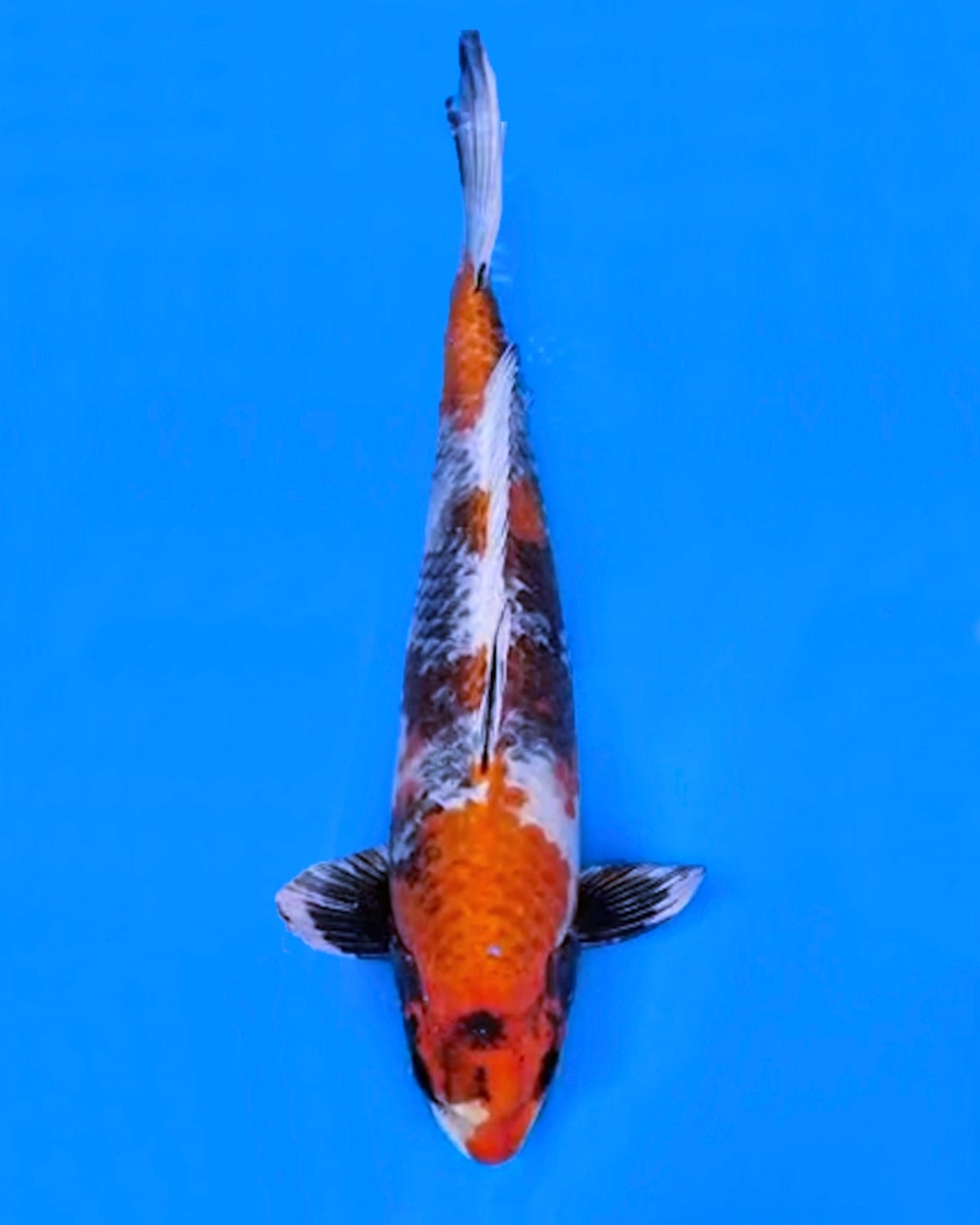 Juara 1