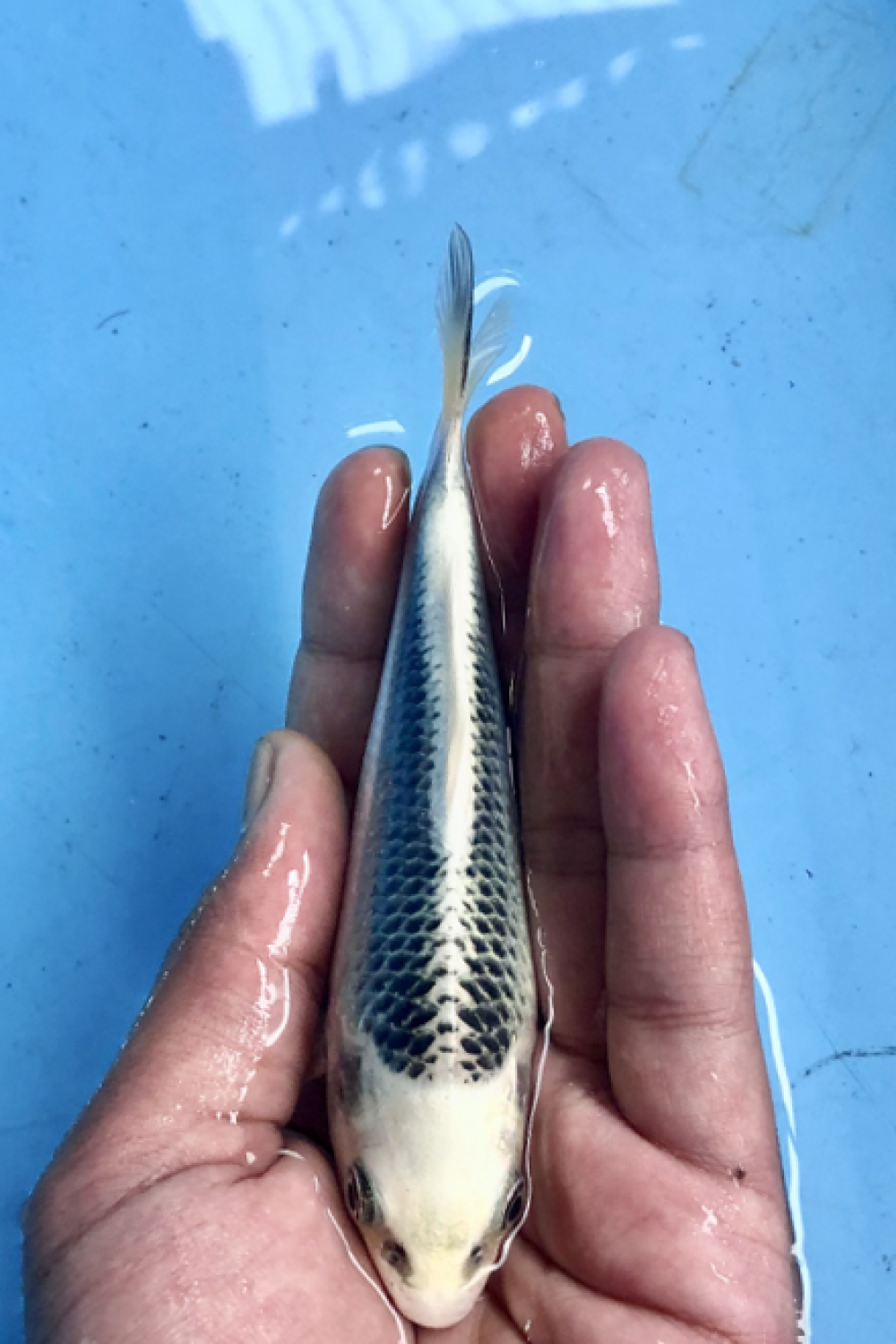 Juara 1