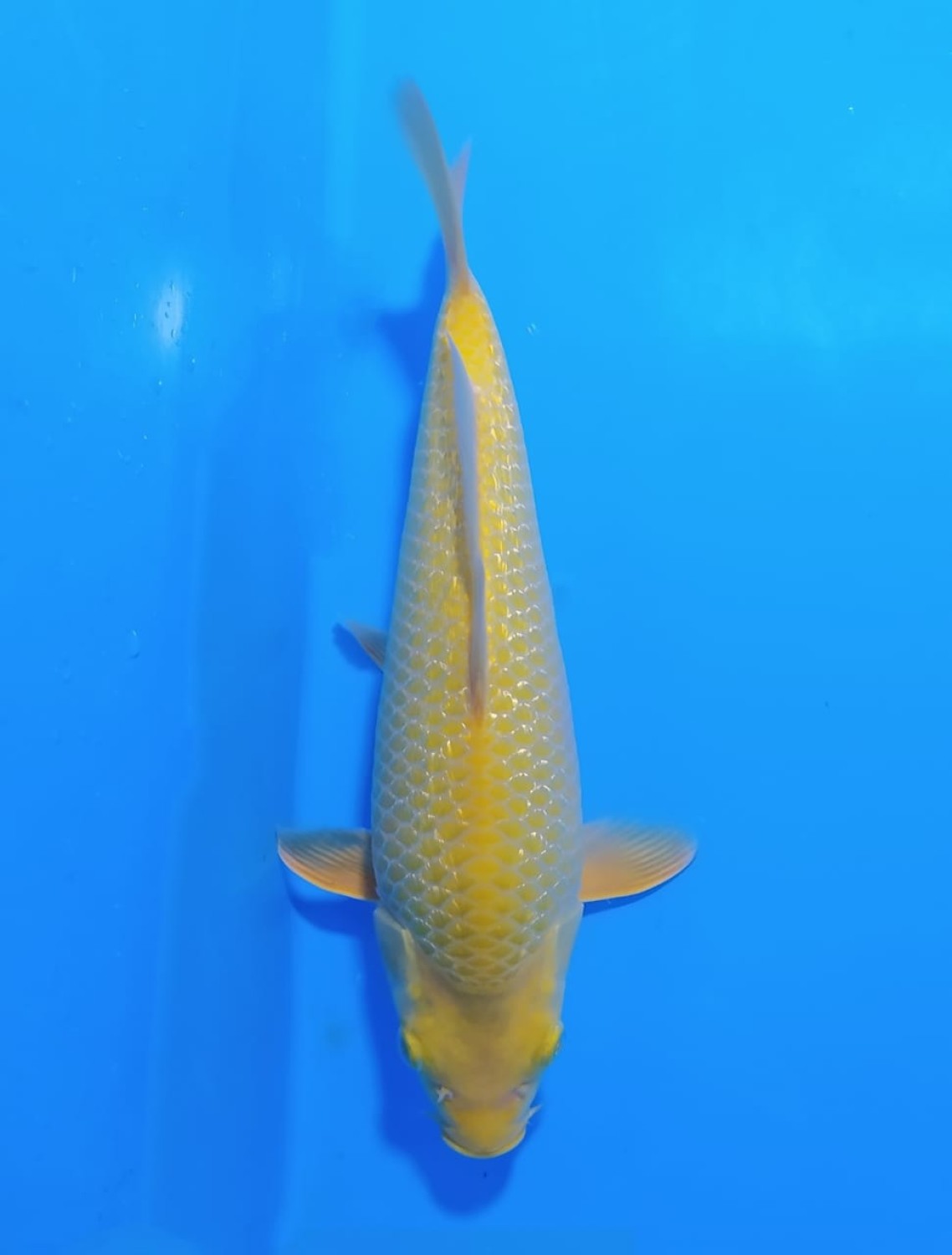 Juara 5