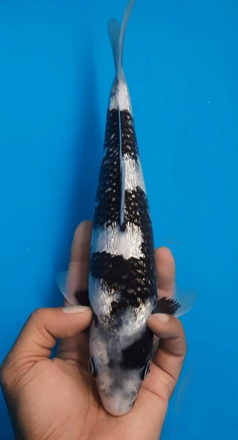 Juara 1
