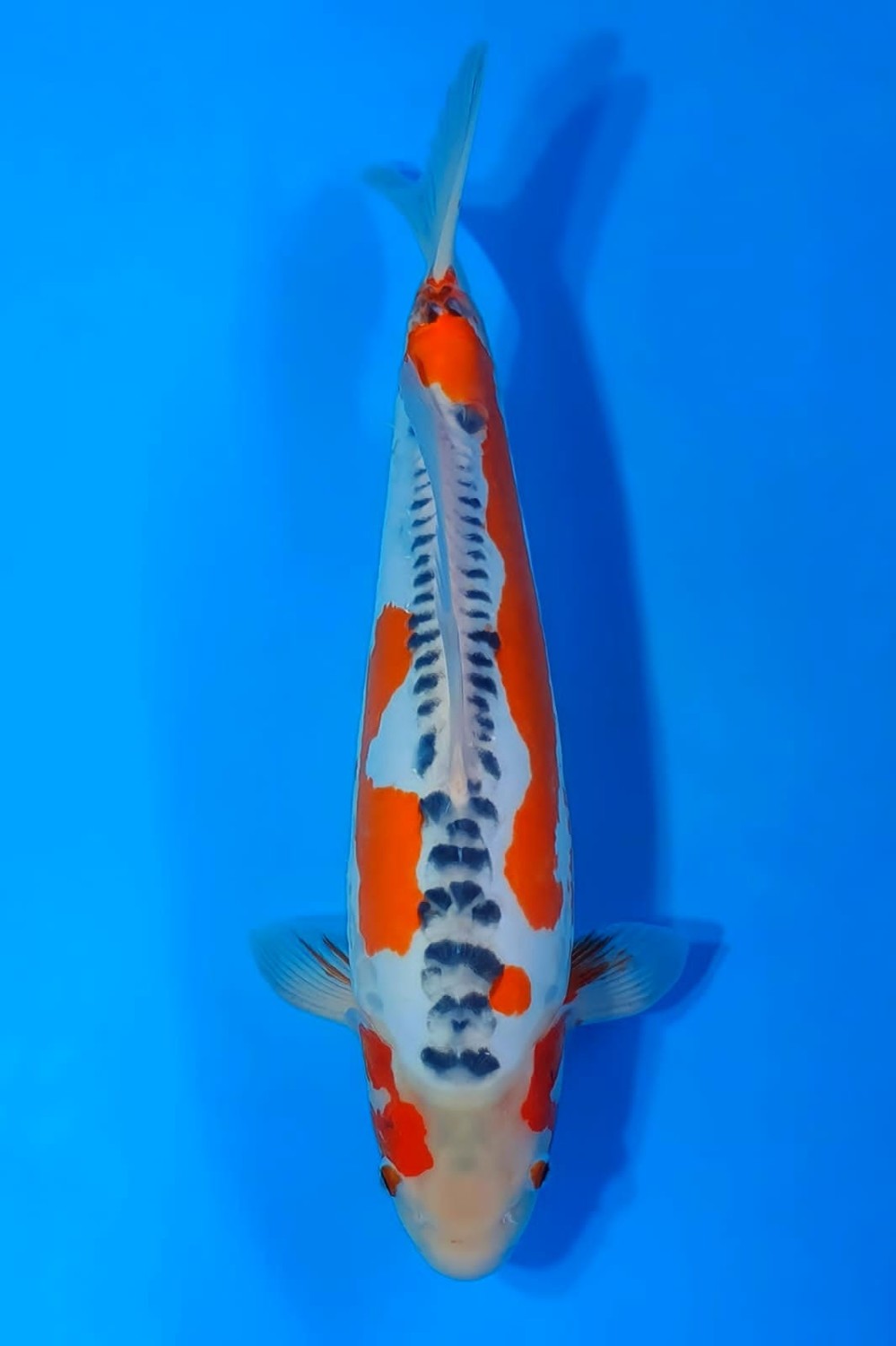 Best In Size D 46 - 50 cm
