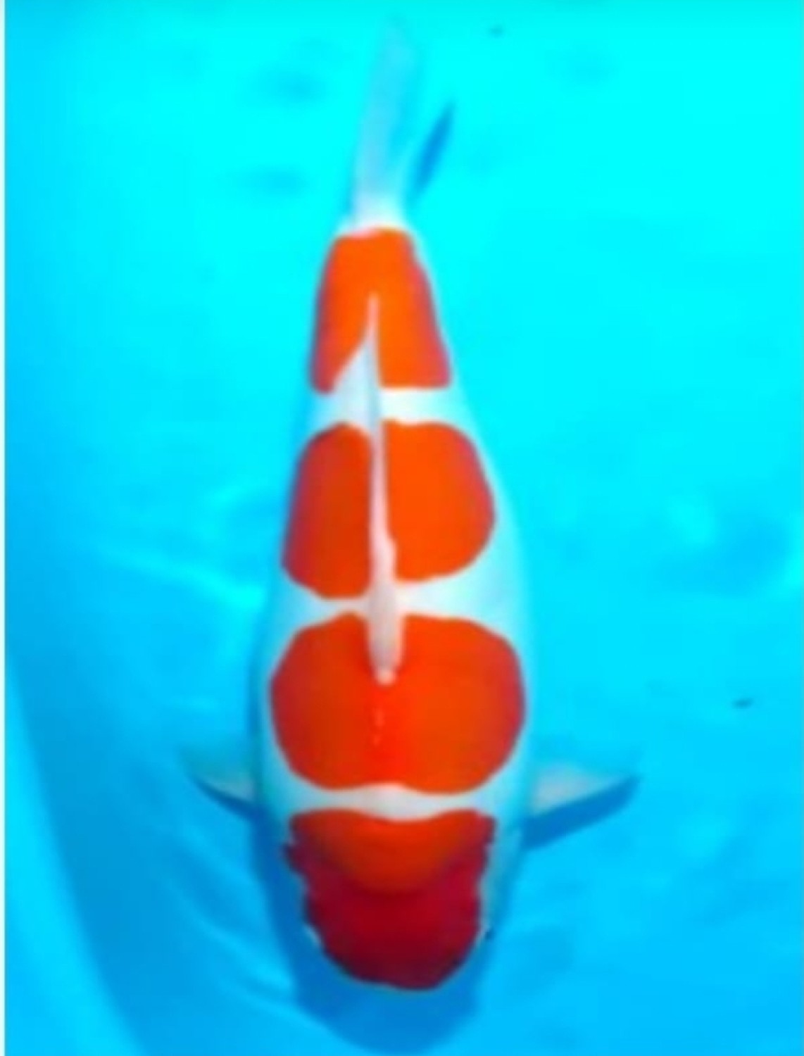Best In Size C 51 - 55 cm