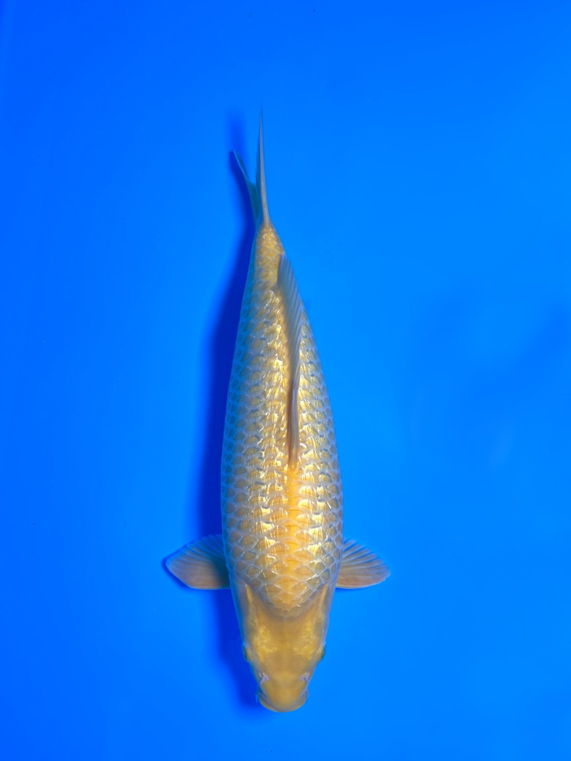 Juara 2