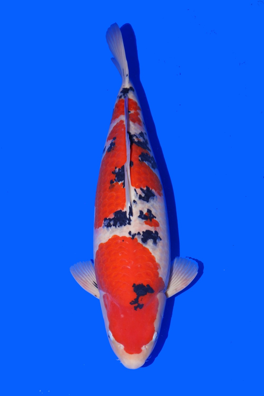Juara 3