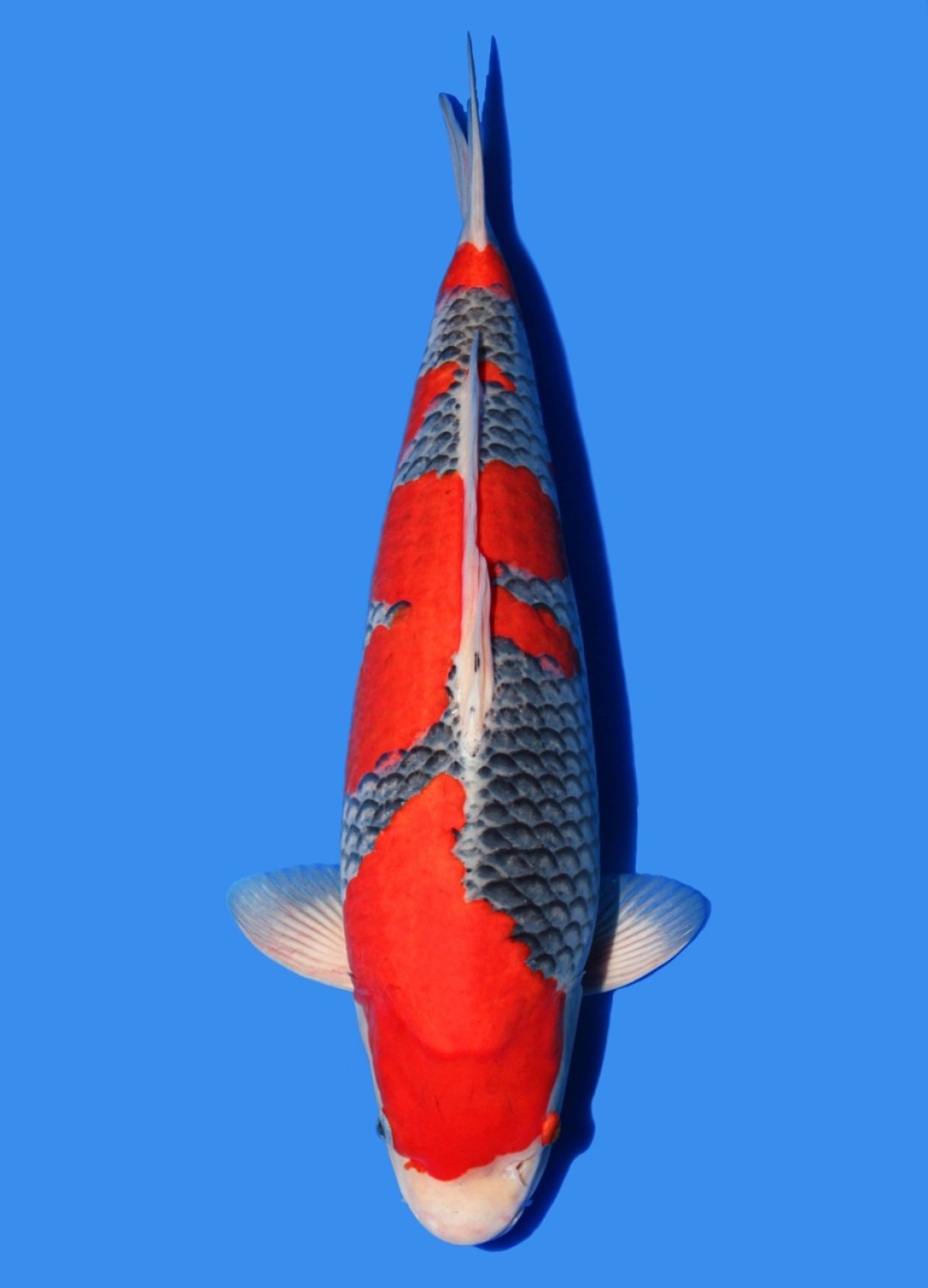 Juara 1