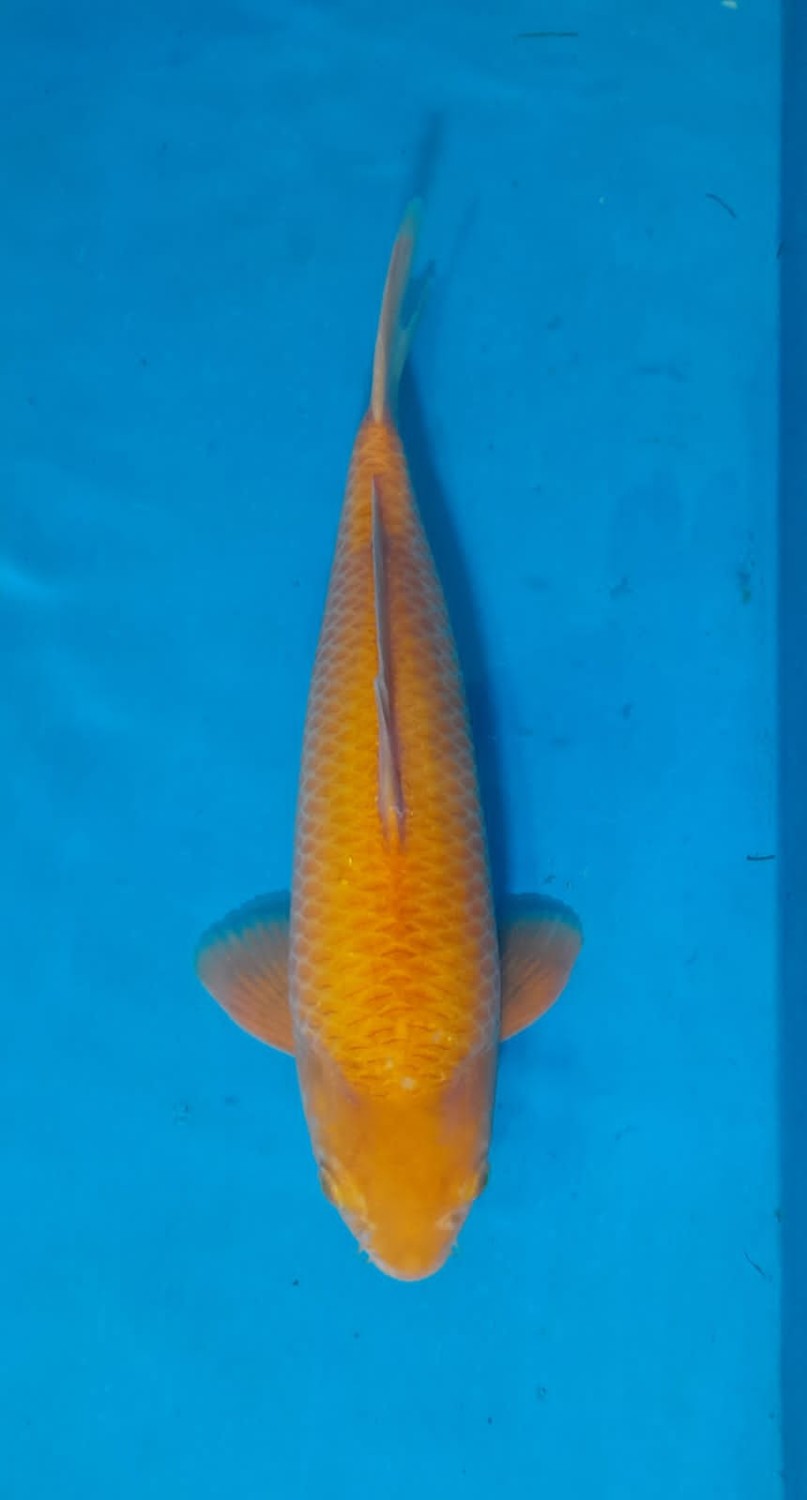Juara 4