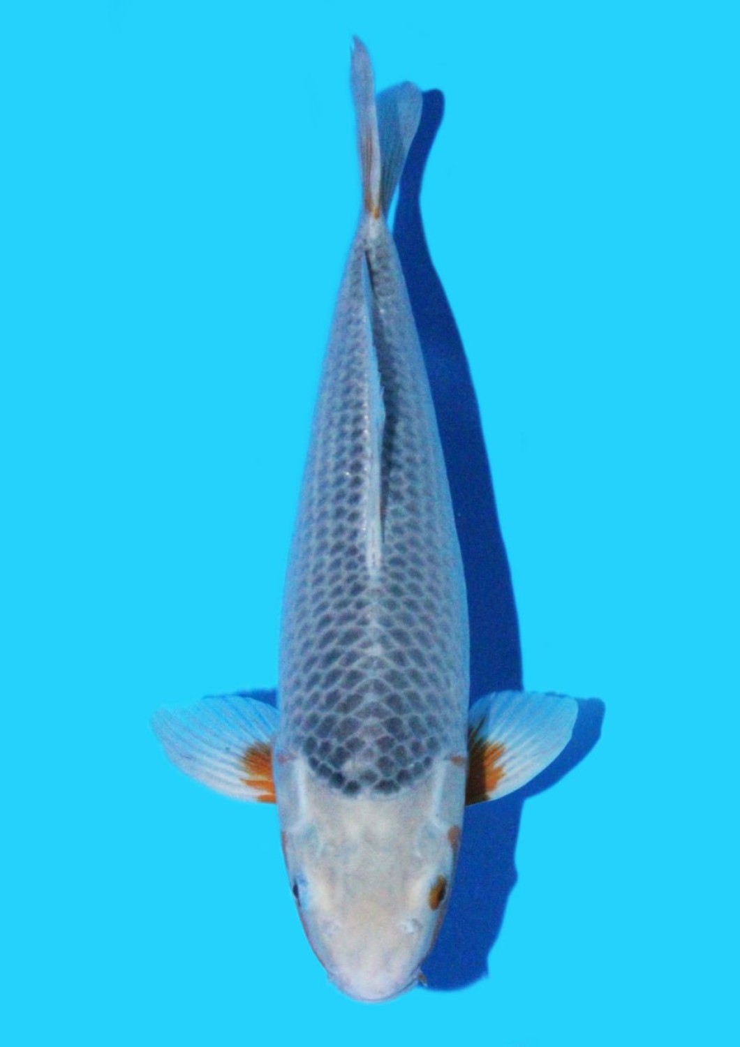 Juara 2