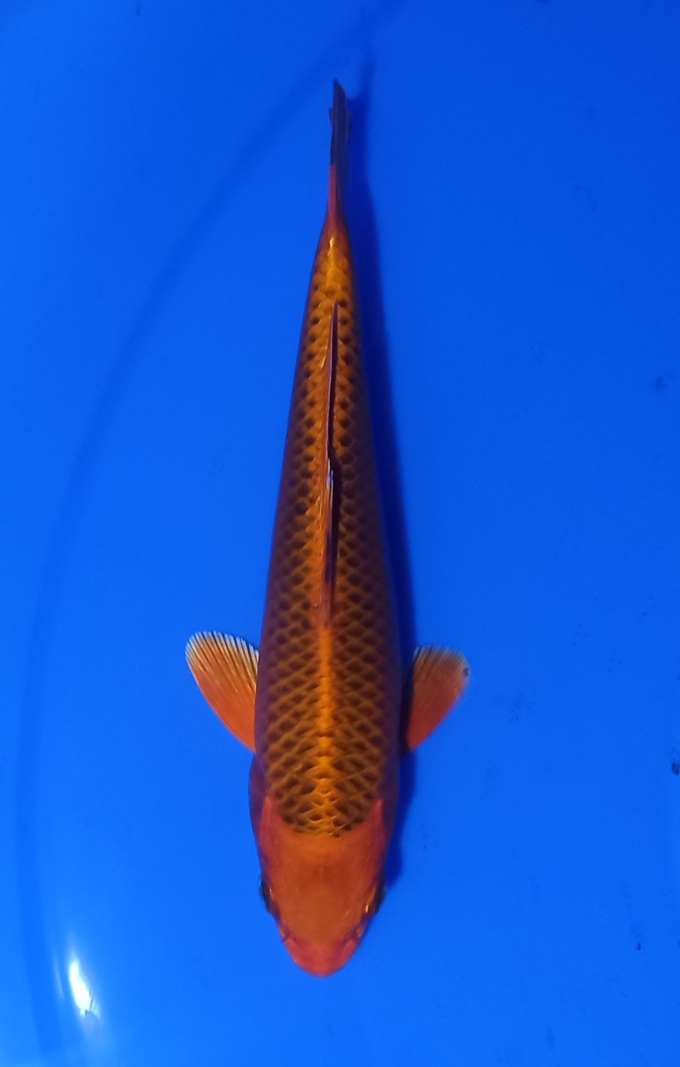 Juara 2