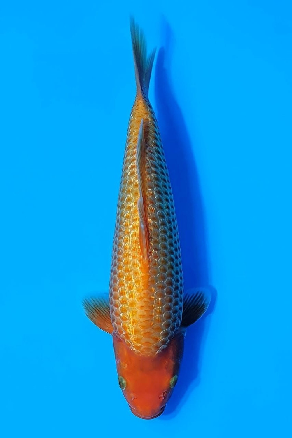 Juara 5
