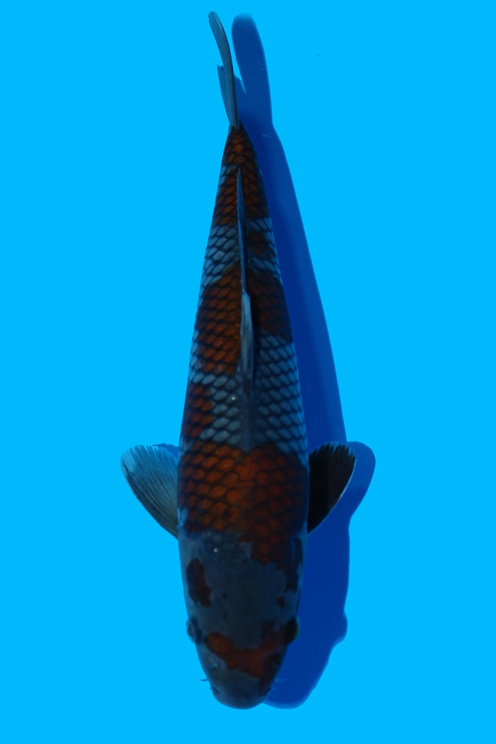 Juara 2