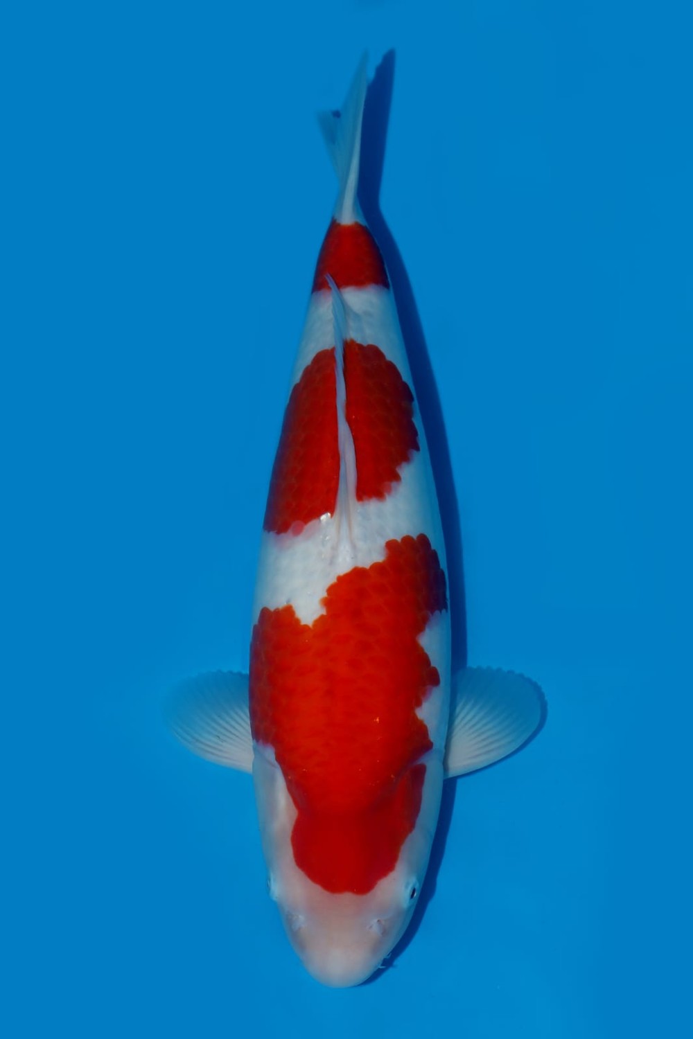 Juara 1