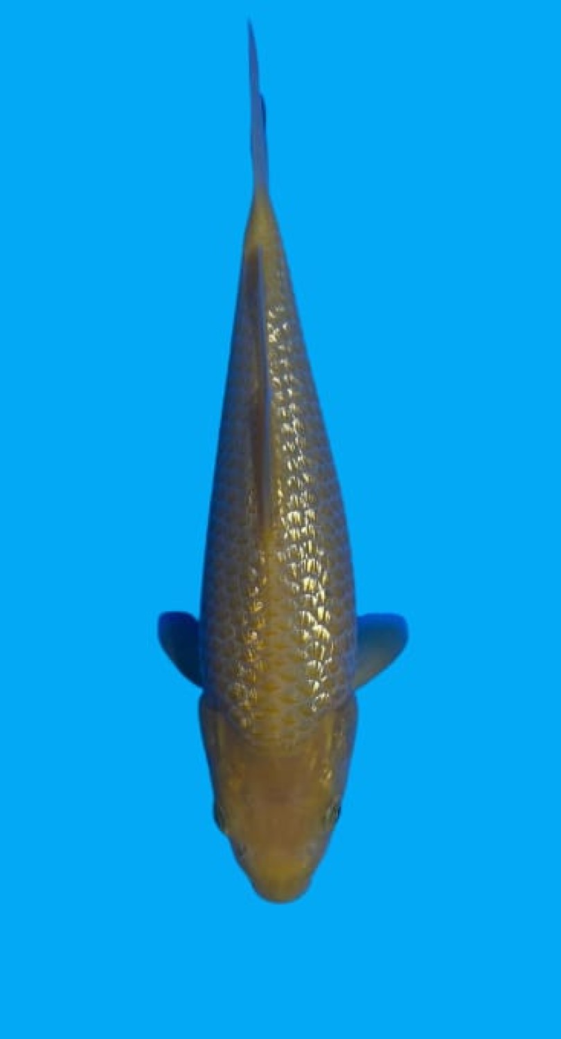 Juara 1