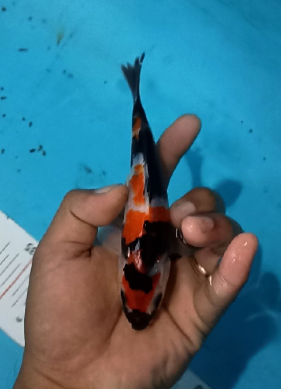 Juara 4