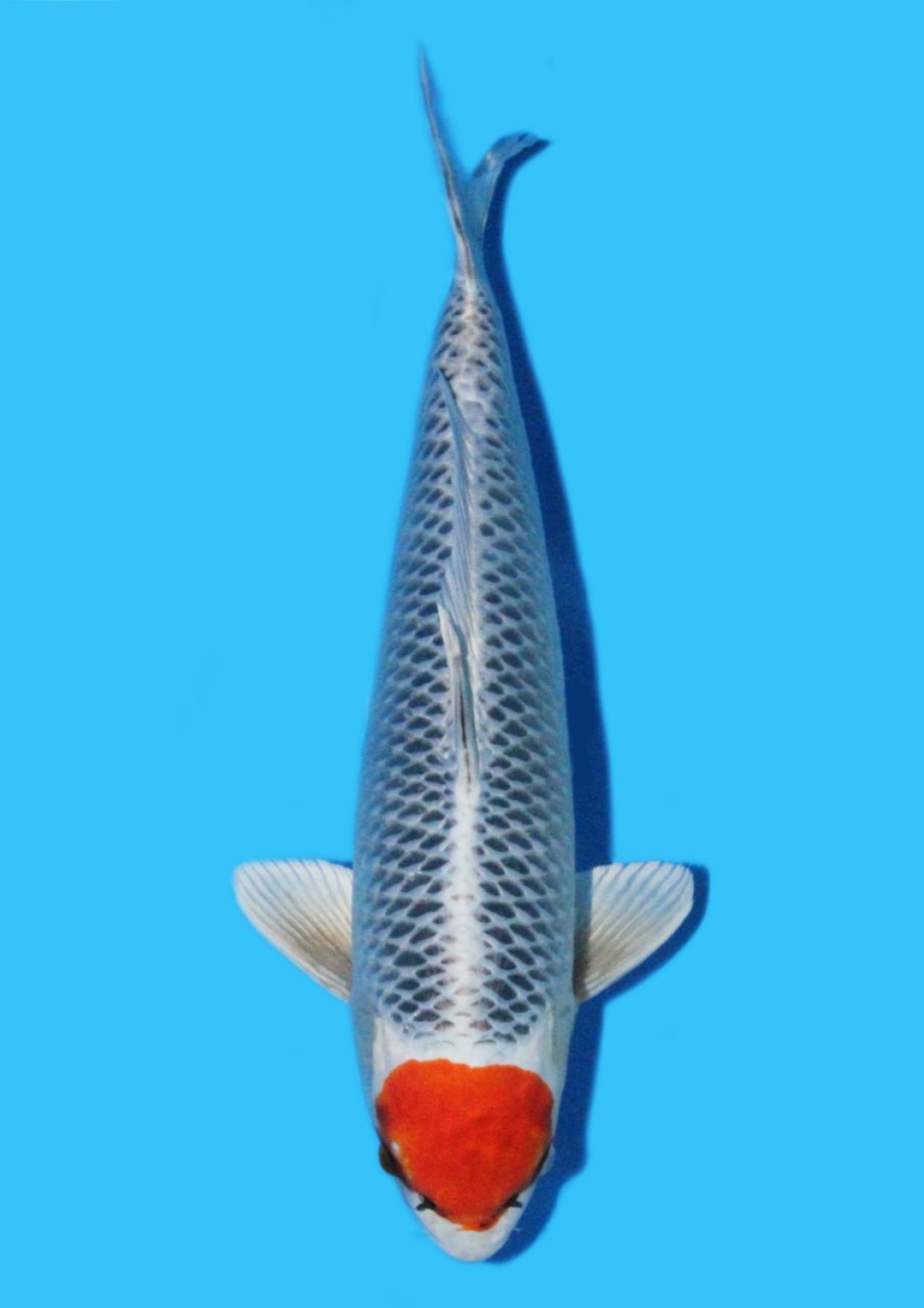 Juara 5