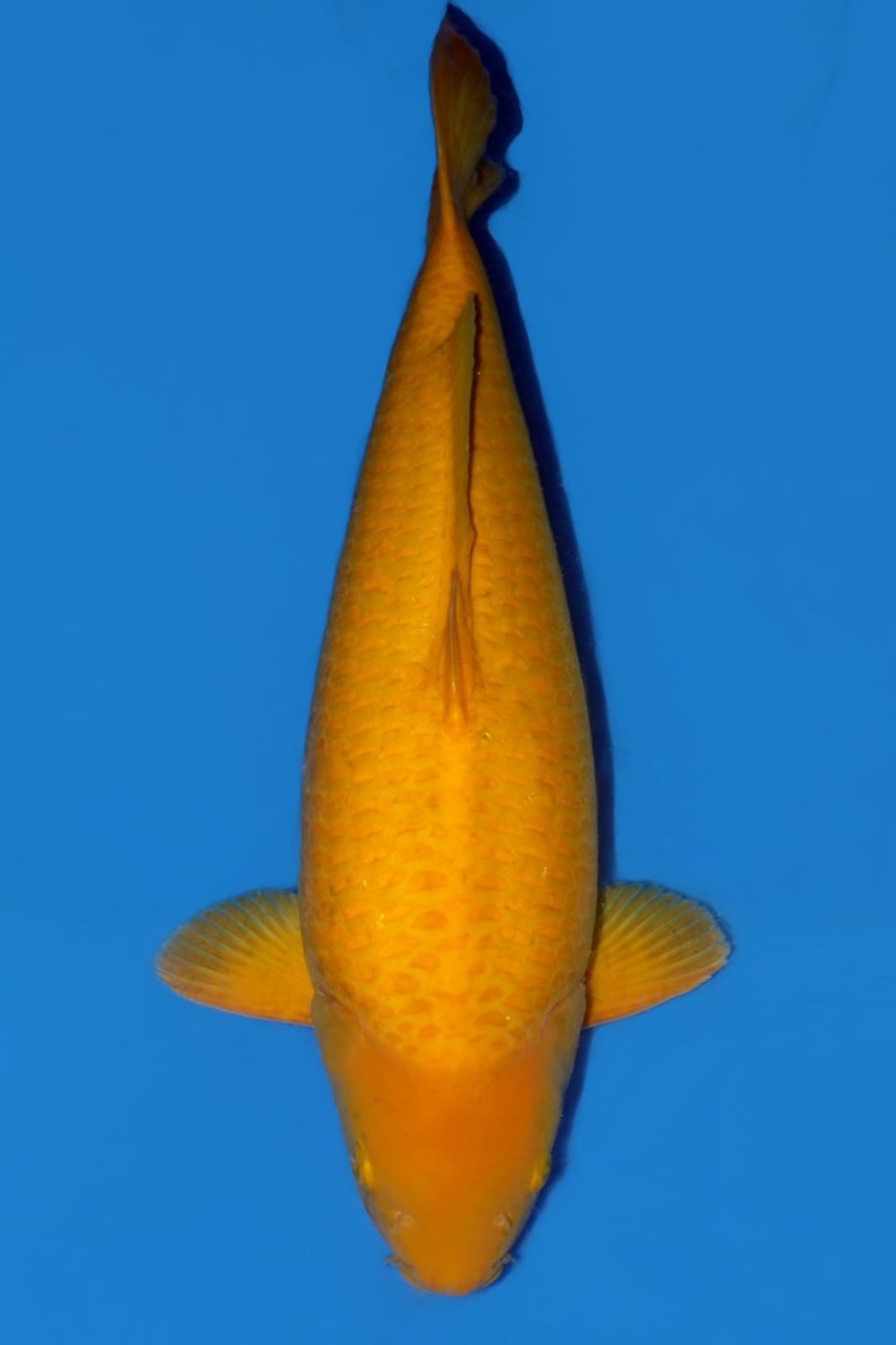 Juara 3