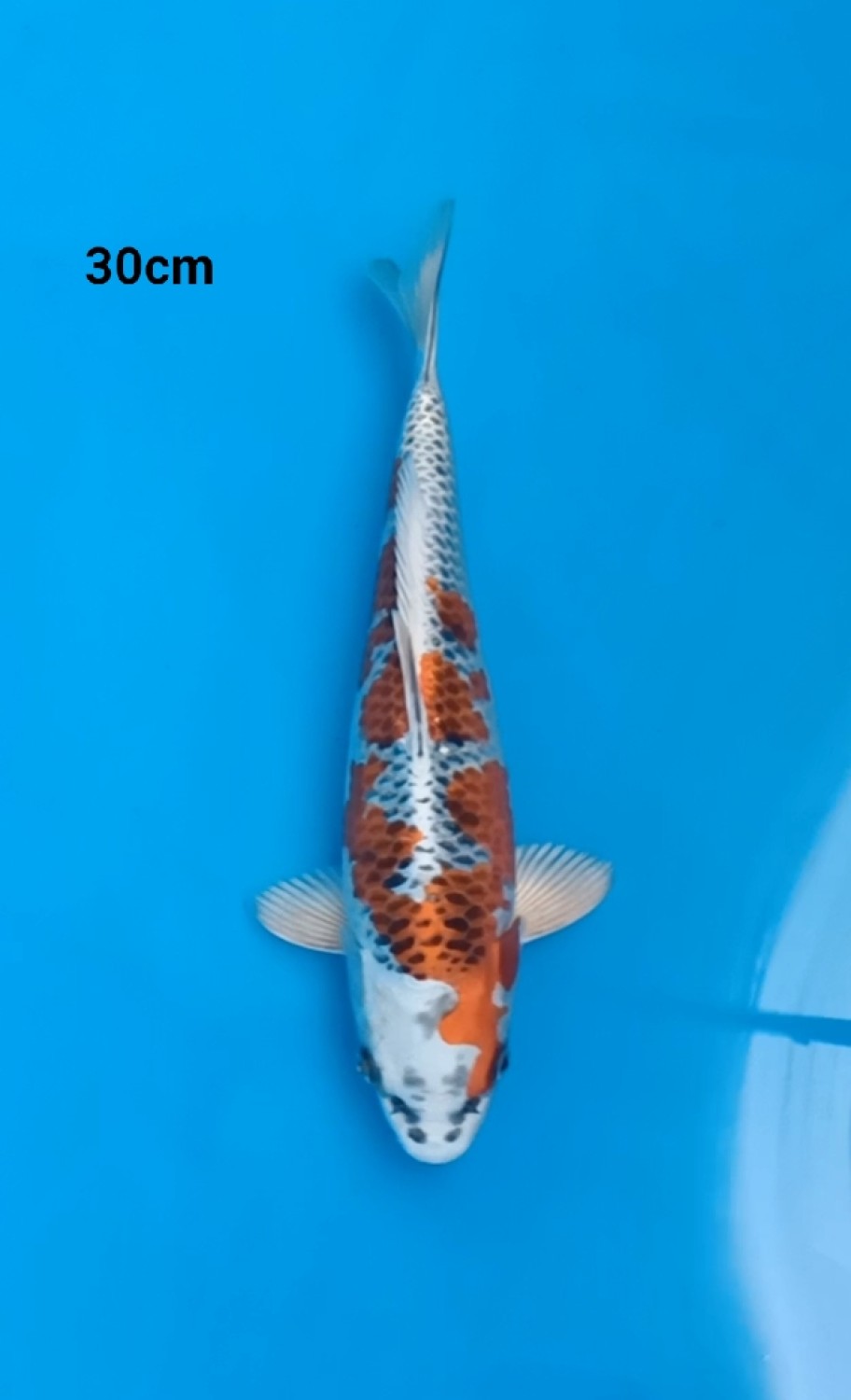 Juara 5