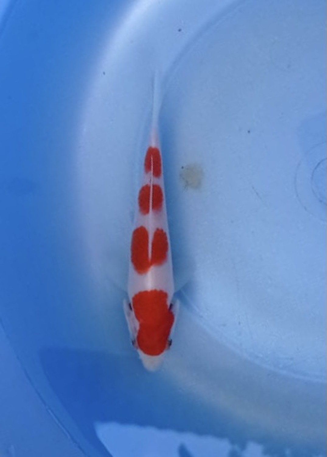 Best In Size A Up To 12 cm