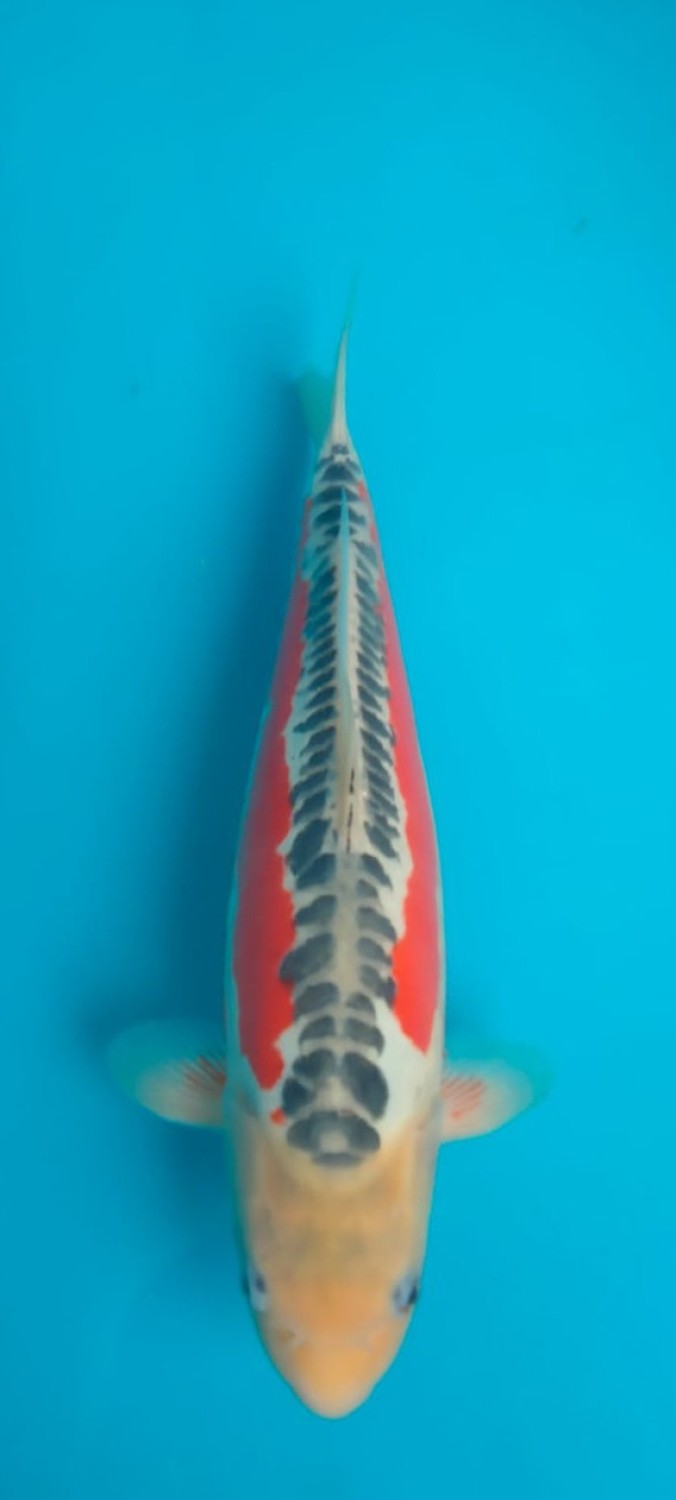 Best In Size D 36 - 40 cm