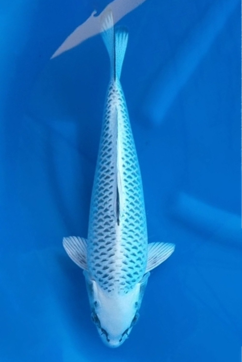 Juara 2
