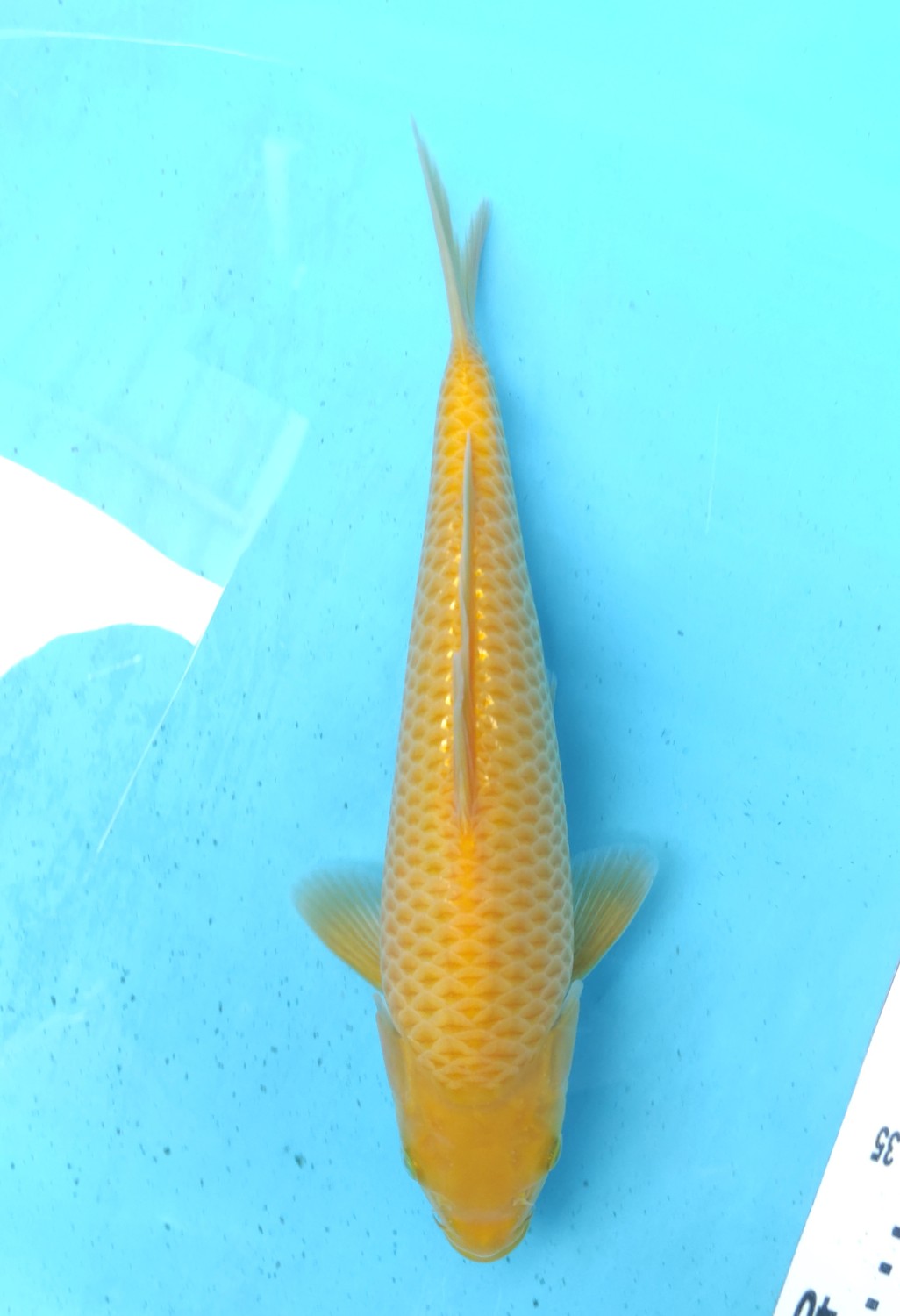 Juara 1