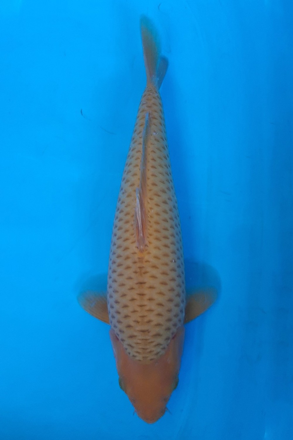 Juara 2