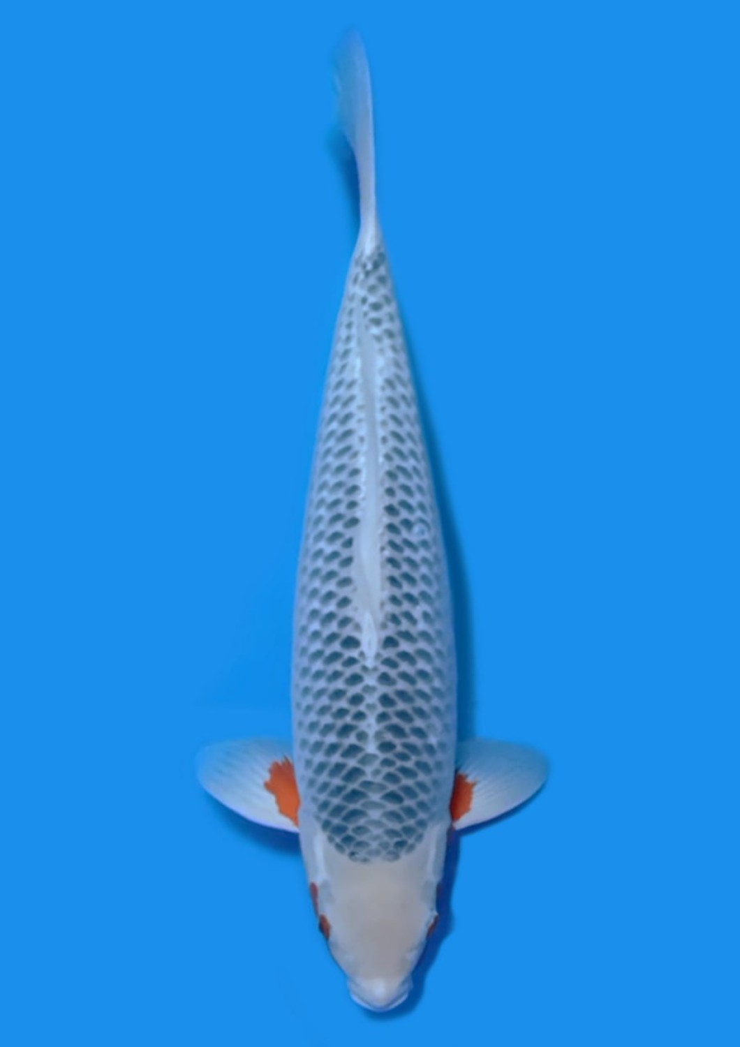 Juara 1