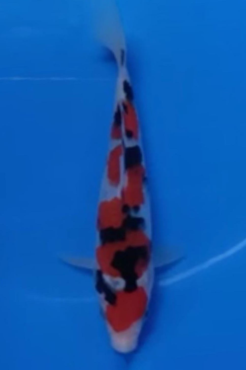 Juara 5