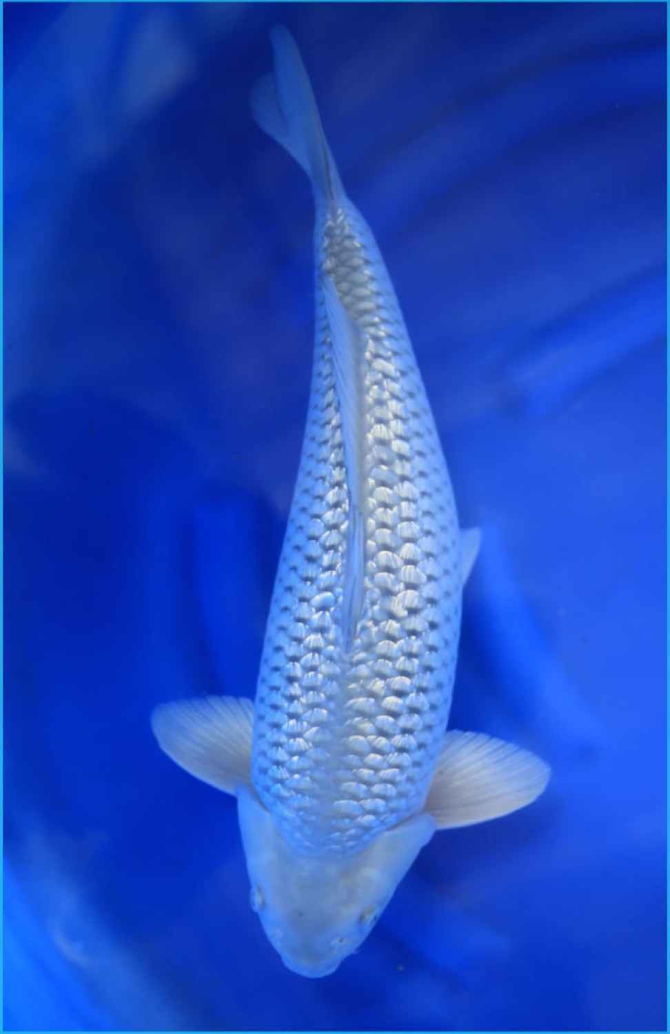 Juara 1