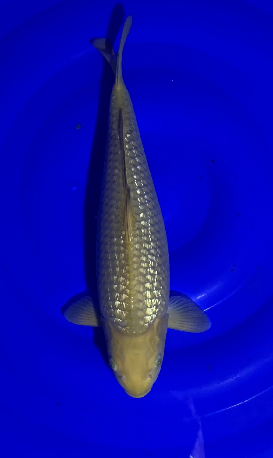 Juara 1