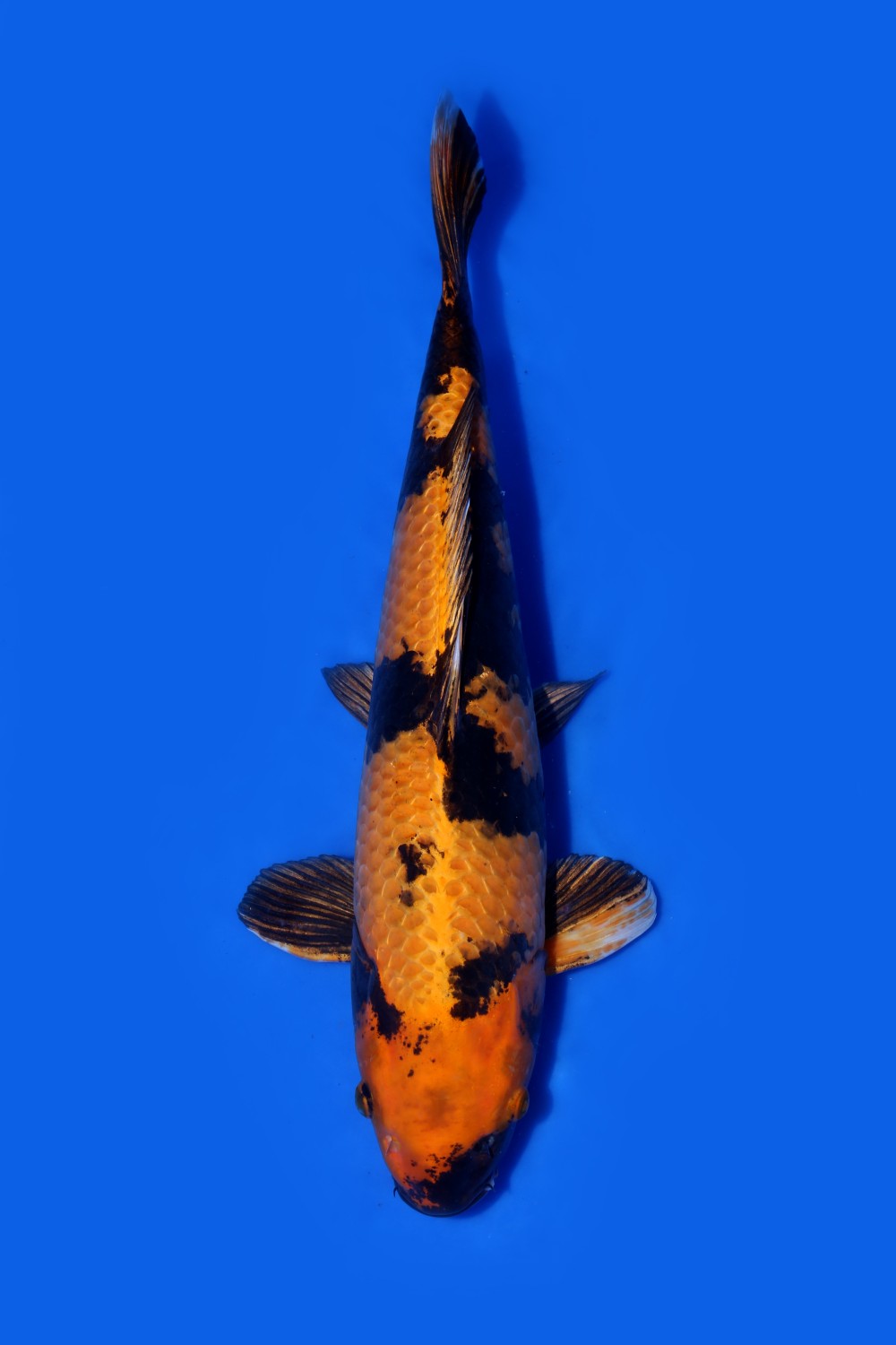 Juara 2