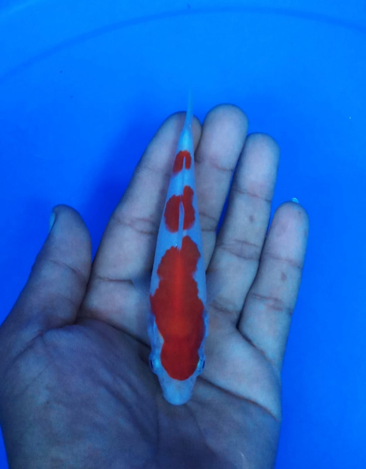 Juara 2