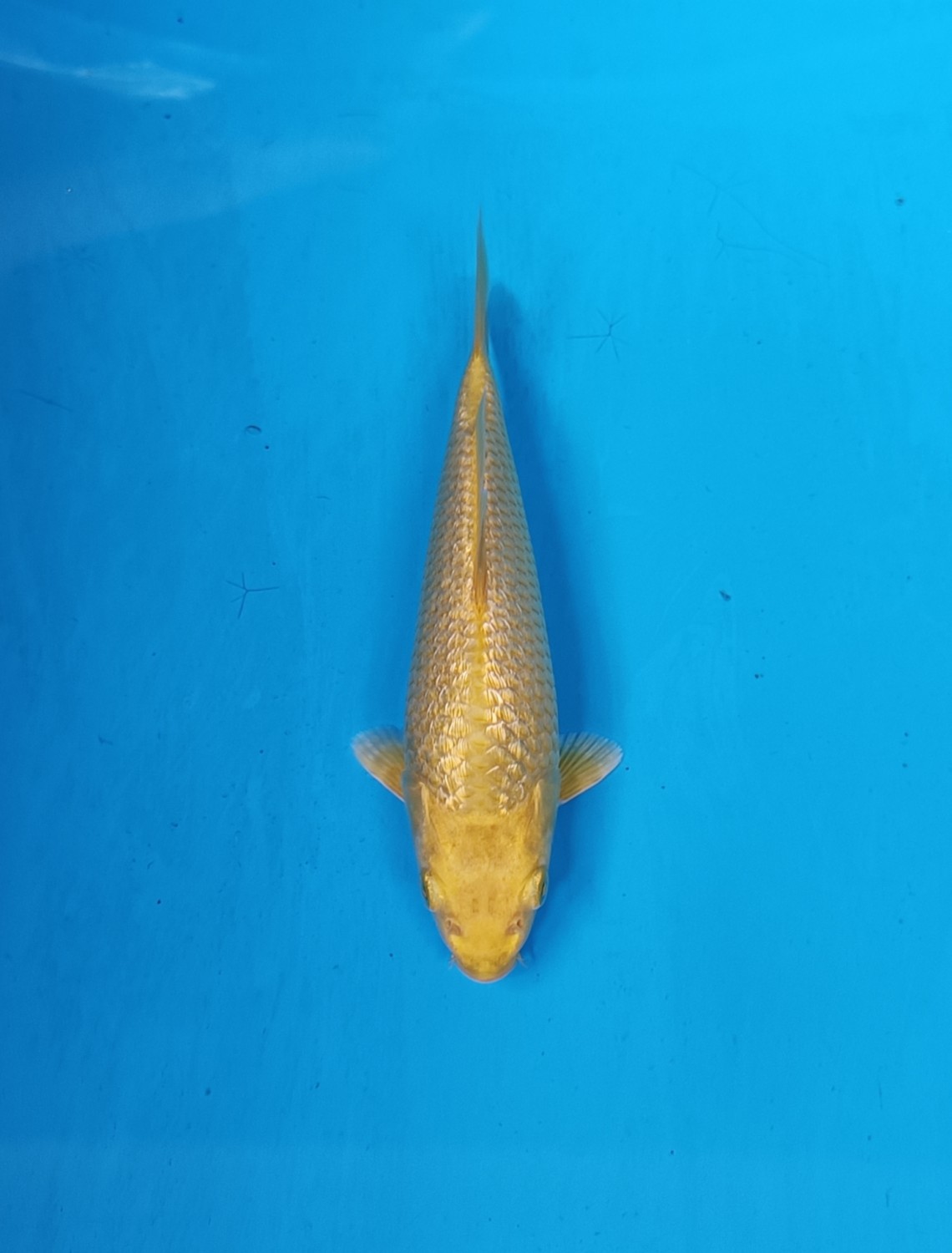 Best In Size E 13 - 15 cm