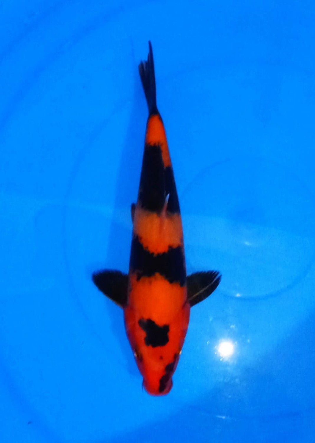 Juara 4