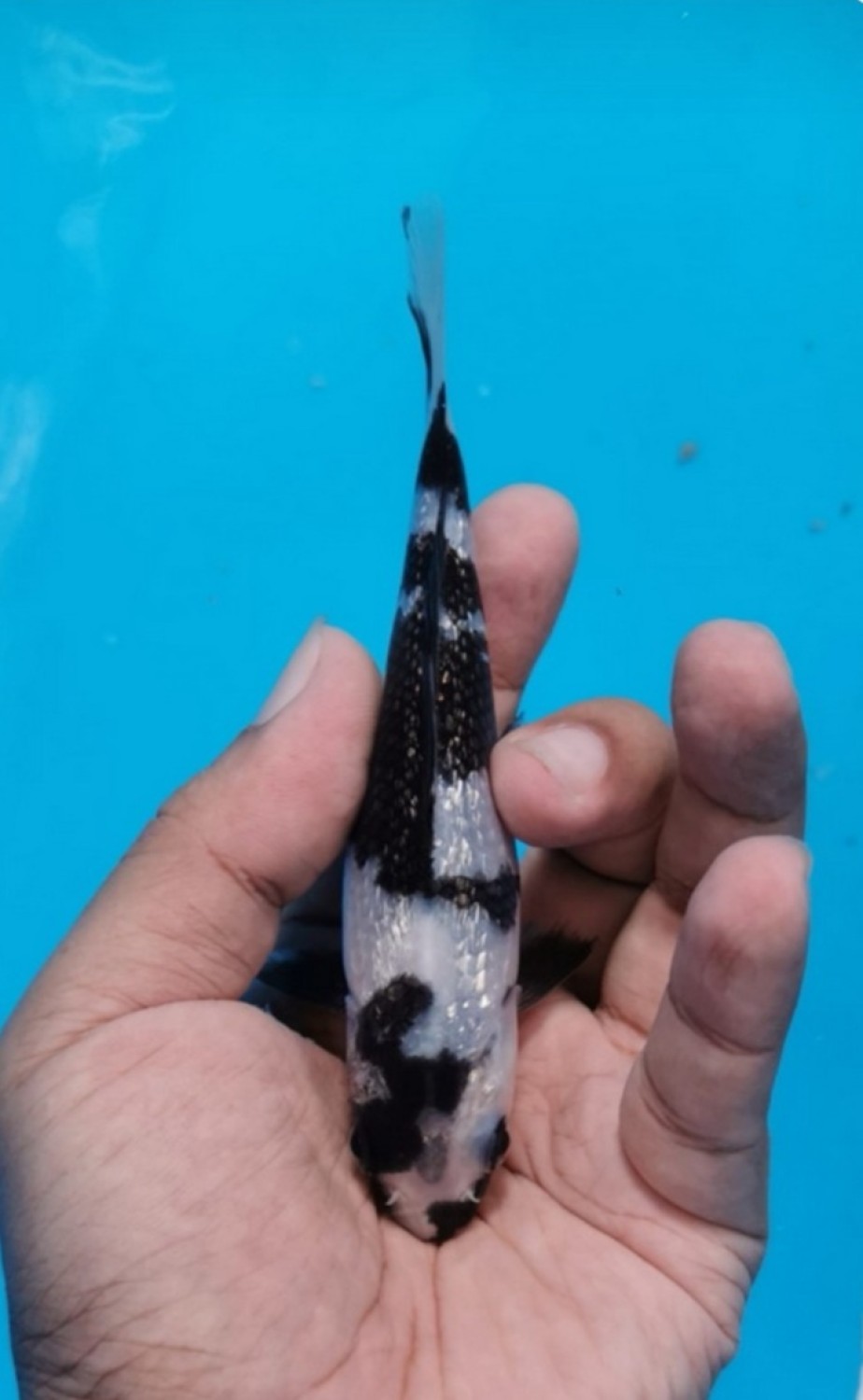 Juara 2