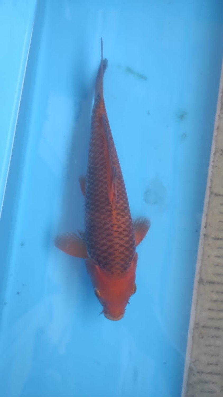 Juara 5