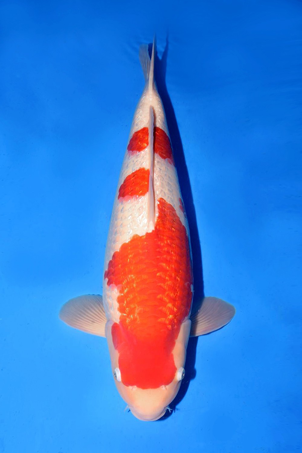 Best In Size B 51 - 55 cm