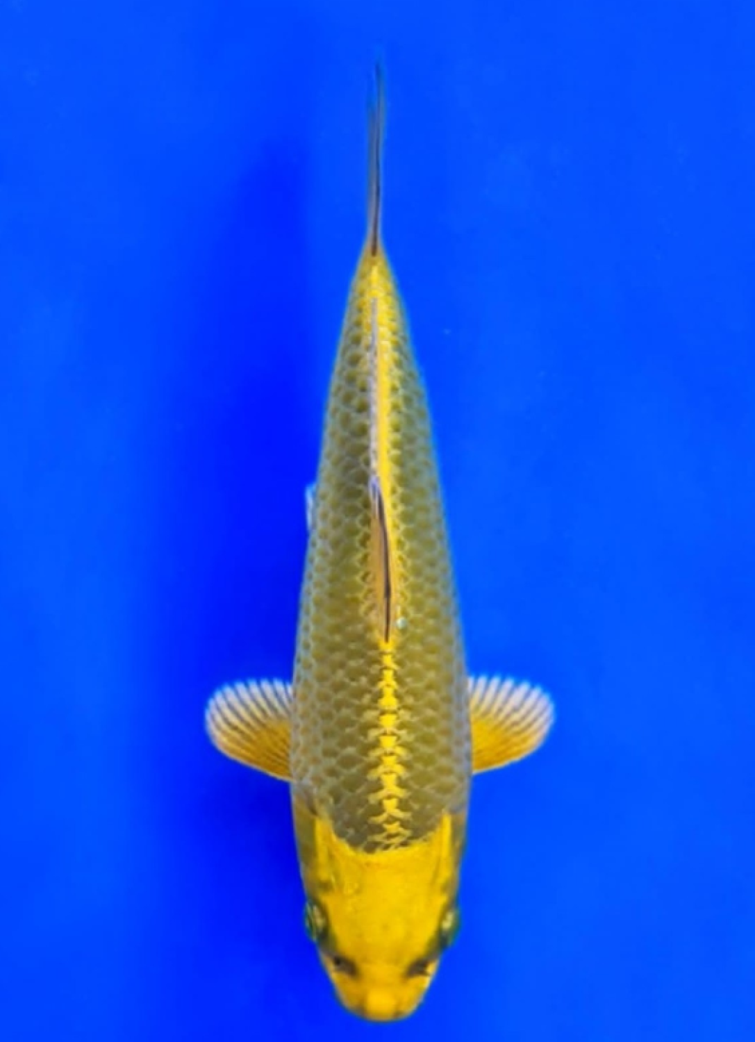 Juara 5
