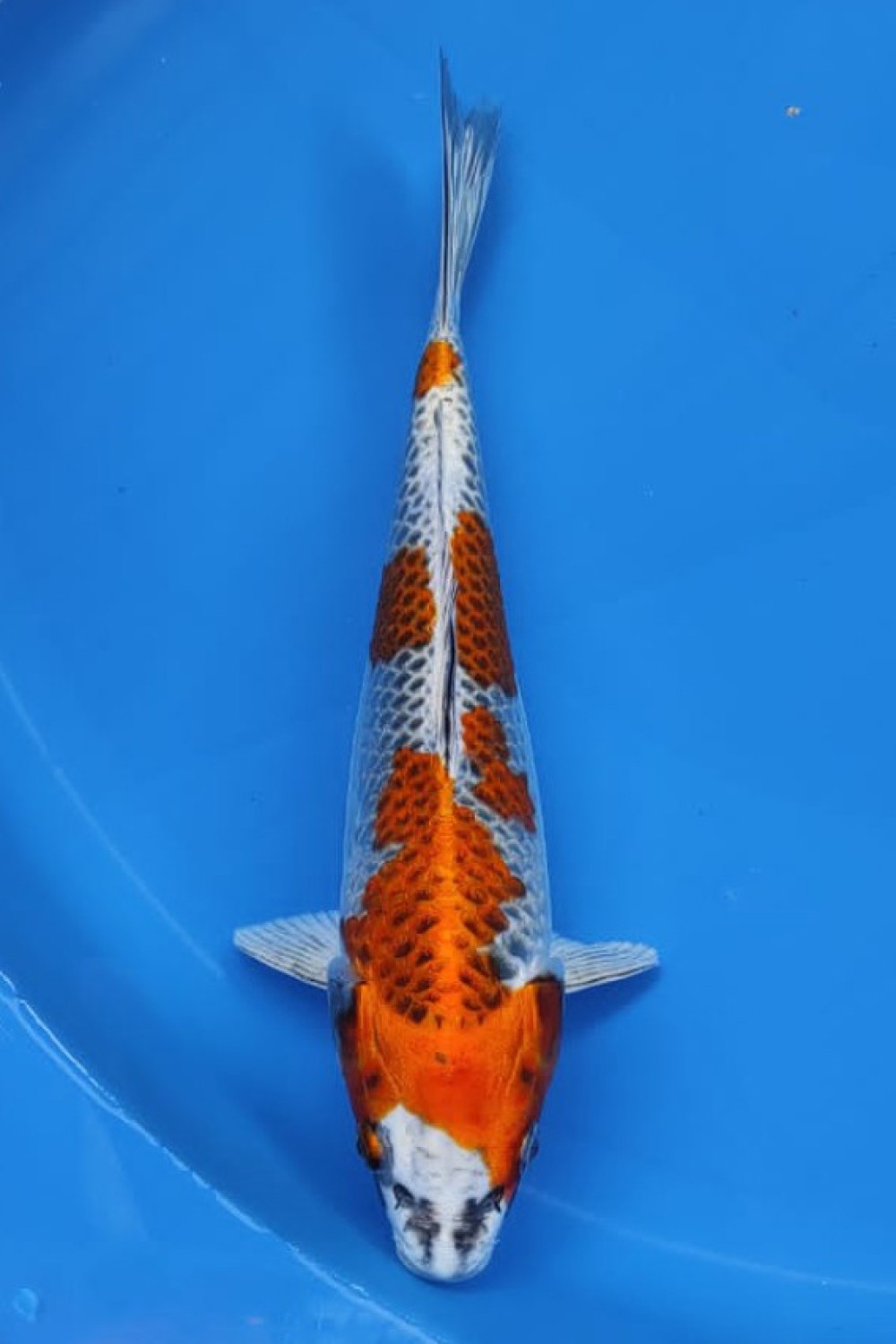 Juara 3