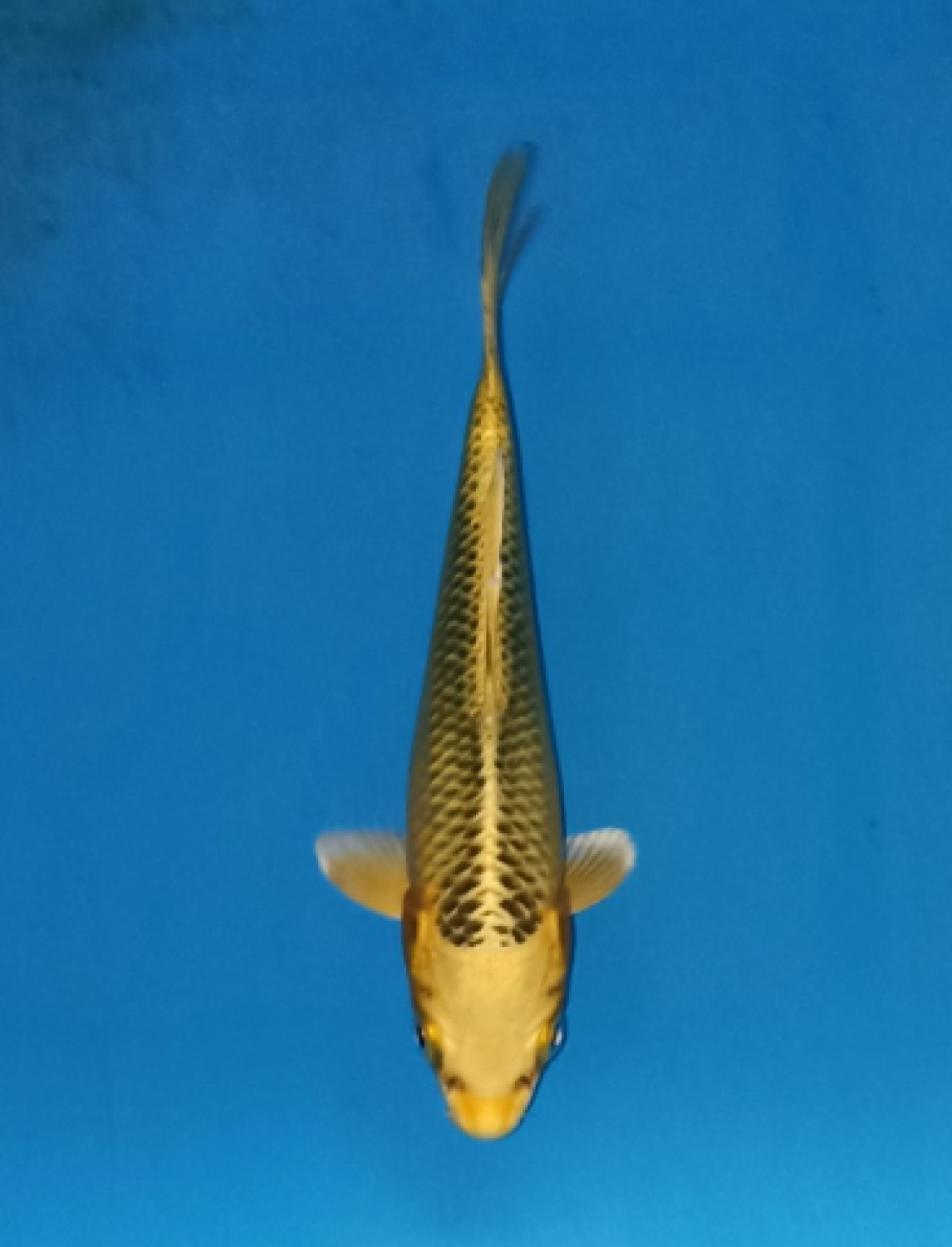 Juara 4
