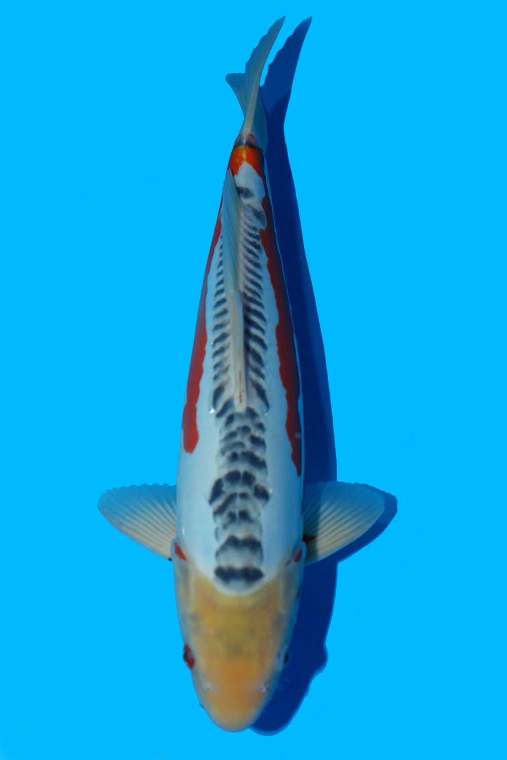 Juara 2