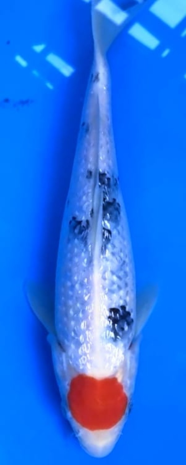 Juara 3