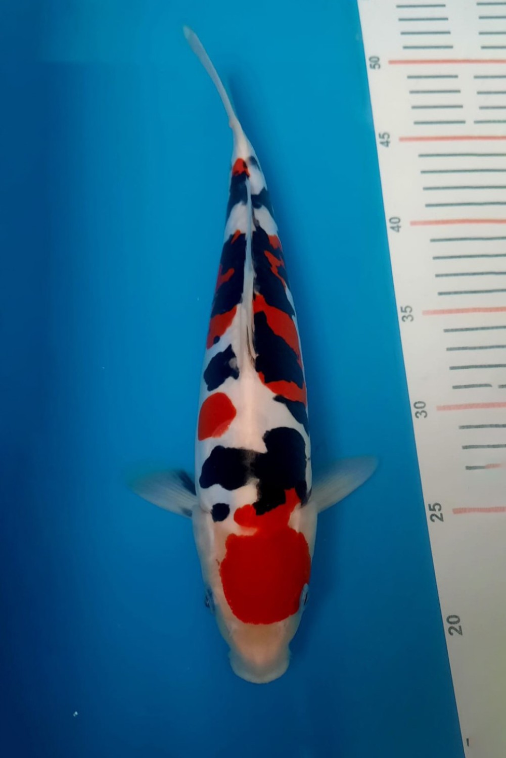 Juara 1