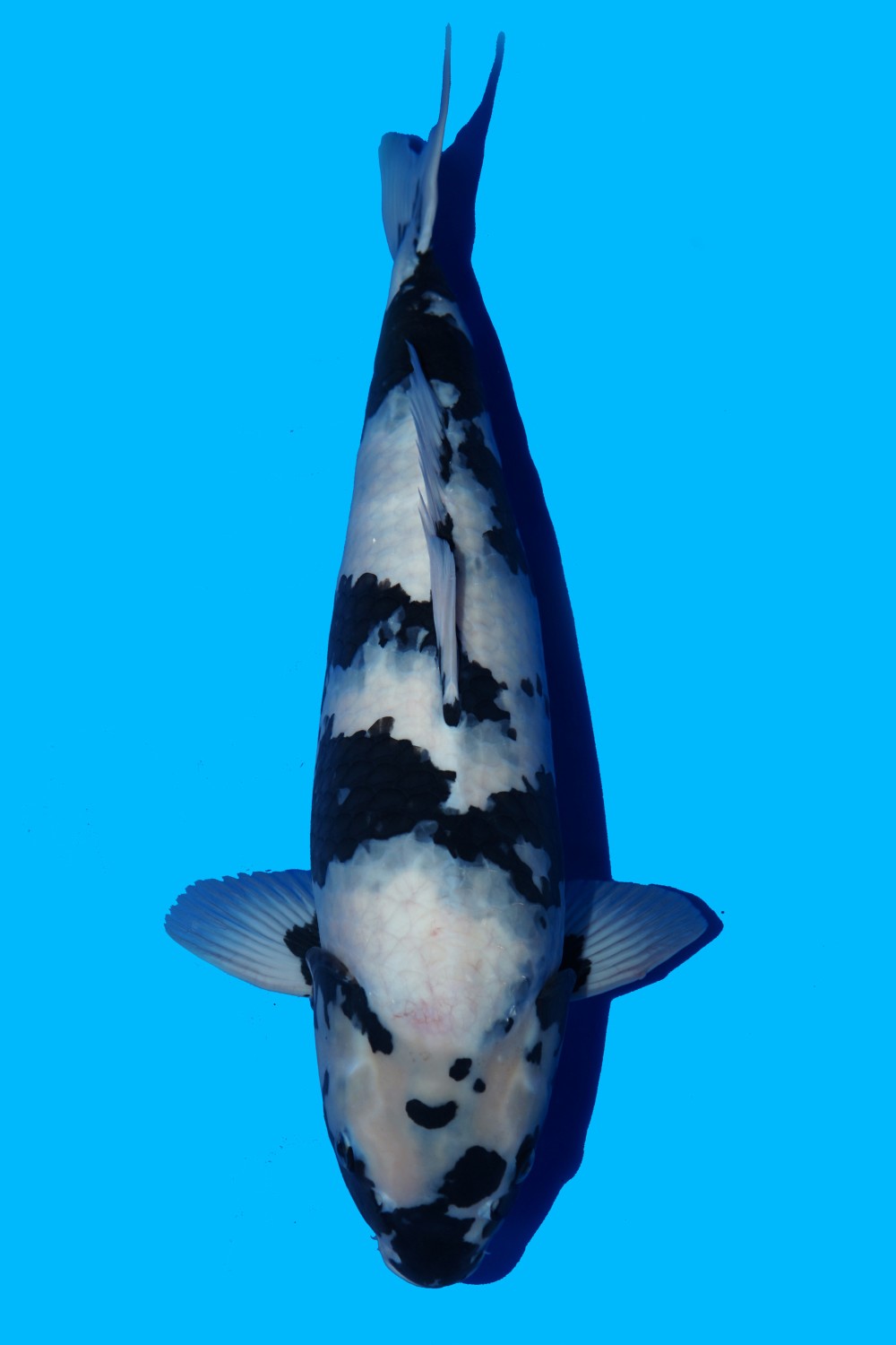 Juara 2