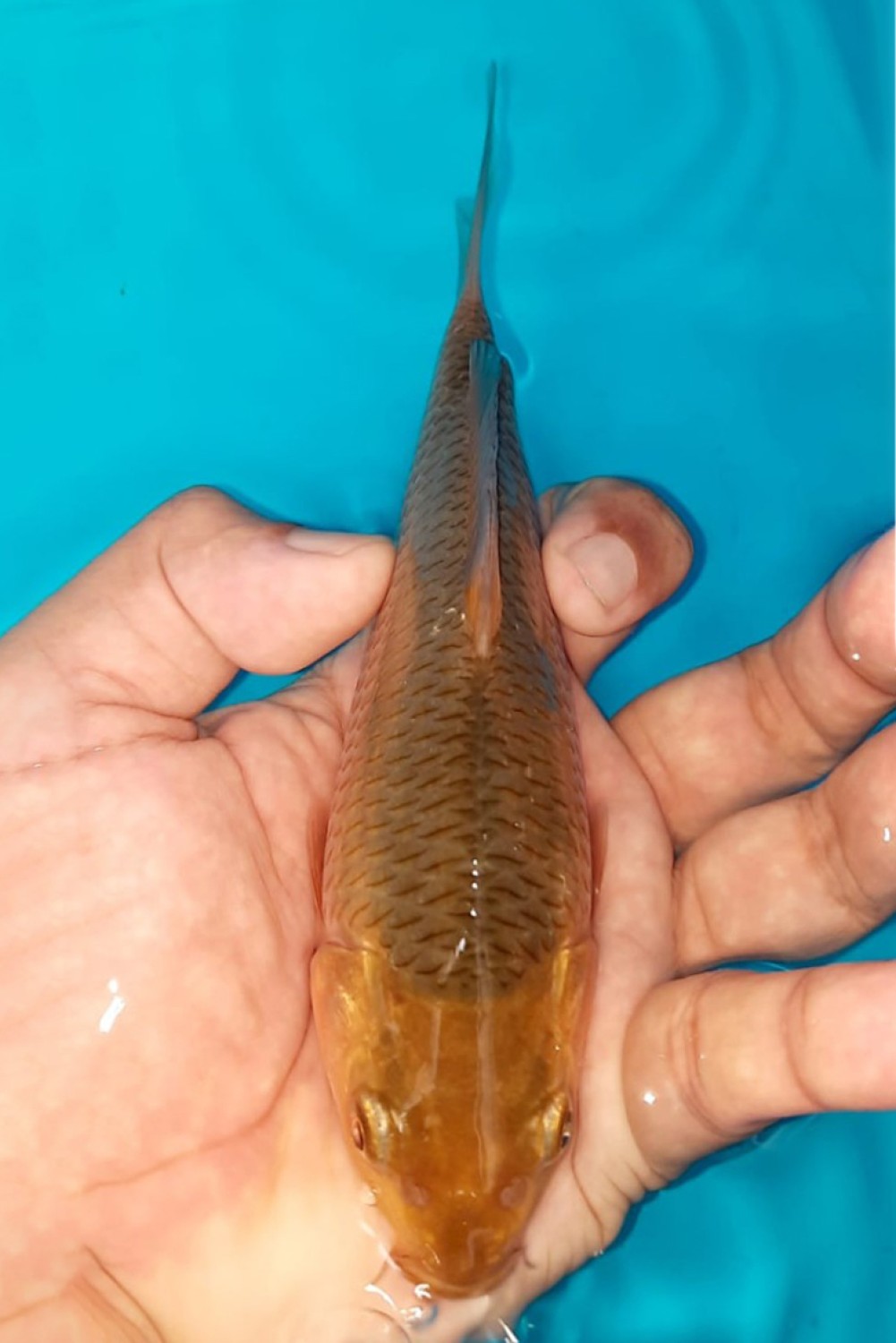 Juara 4