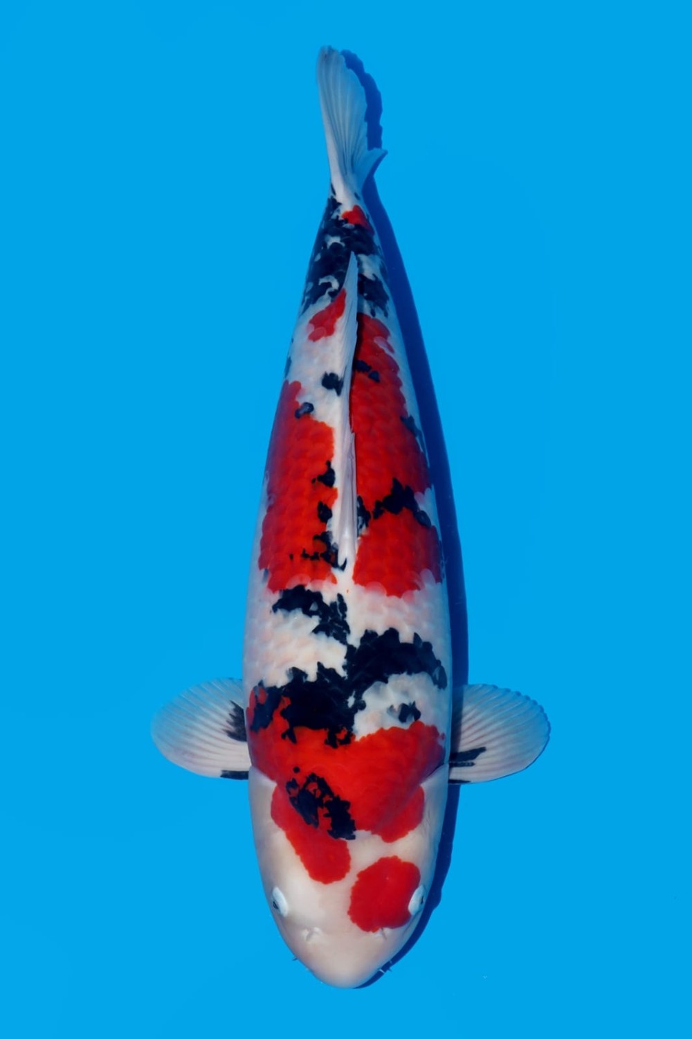 Best In Size A 66 - 70 cm