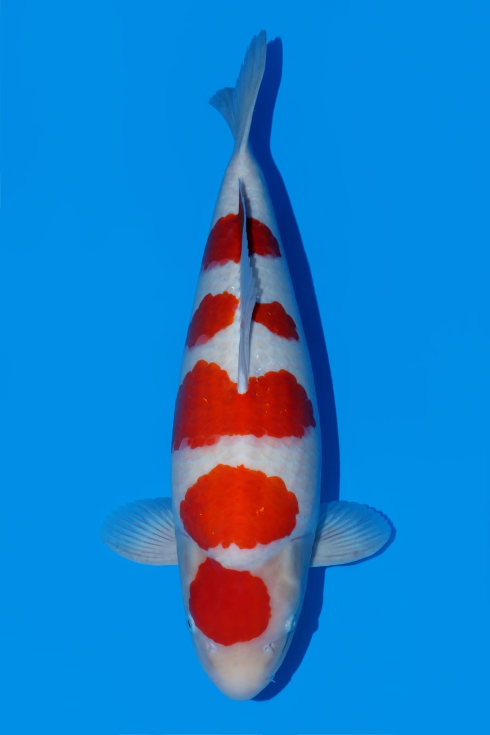Best In Size A 56 - 60 cm
