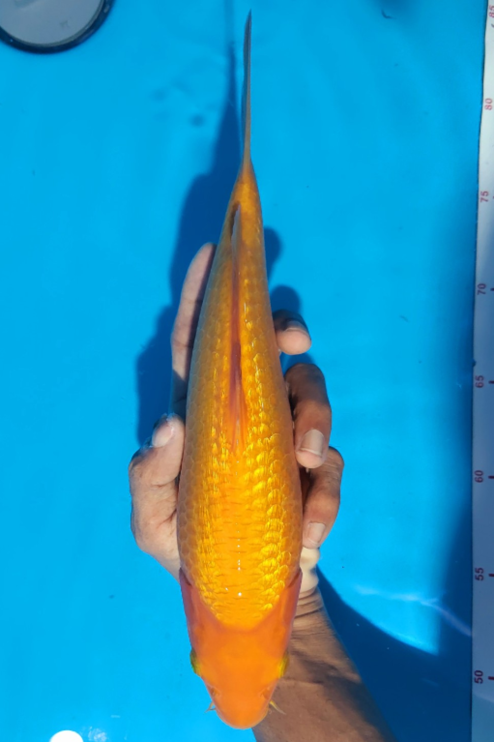 Juara 1