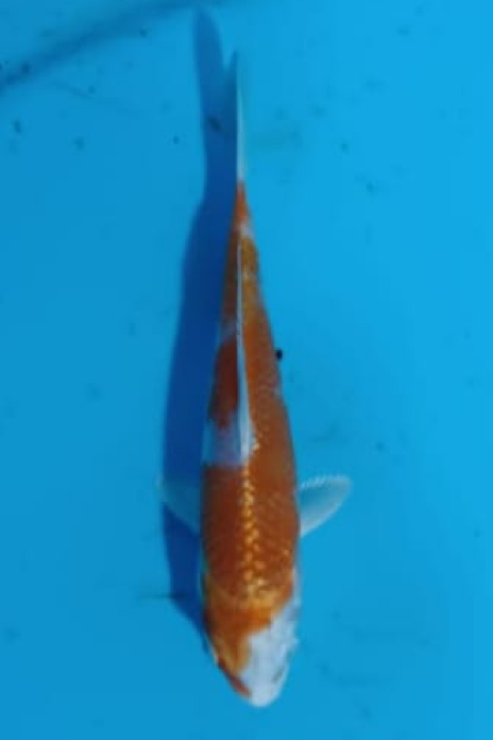 Juara 2