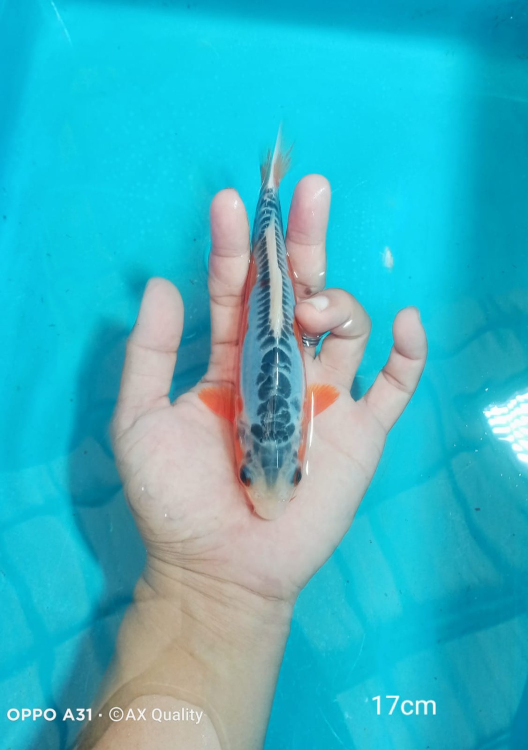 Juara 4