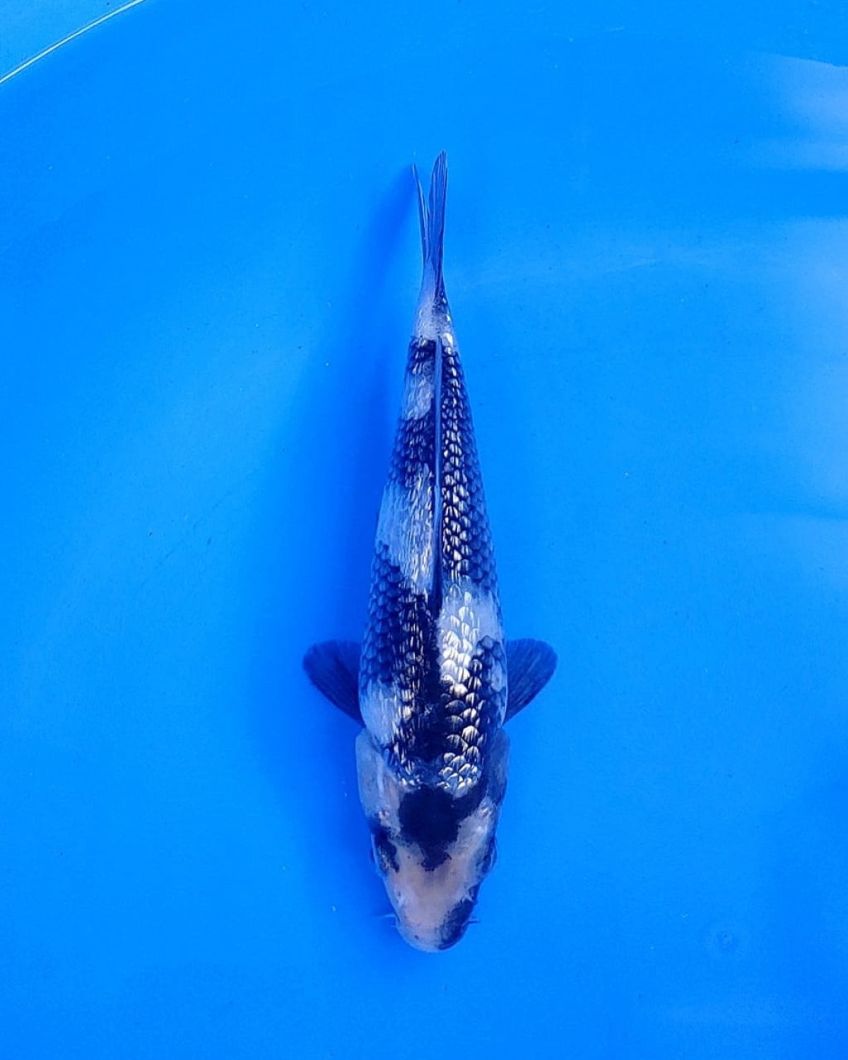 Ikan Koi Kinginrin B